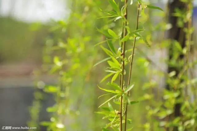 寒食节是什么节？小SHUI科普时间到！