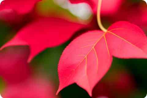 元宵祝福语_元宵节整人祝福语_元宵祝福