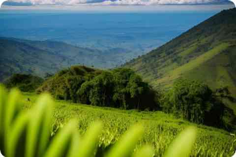 梦见山林 梦见山林什么意思